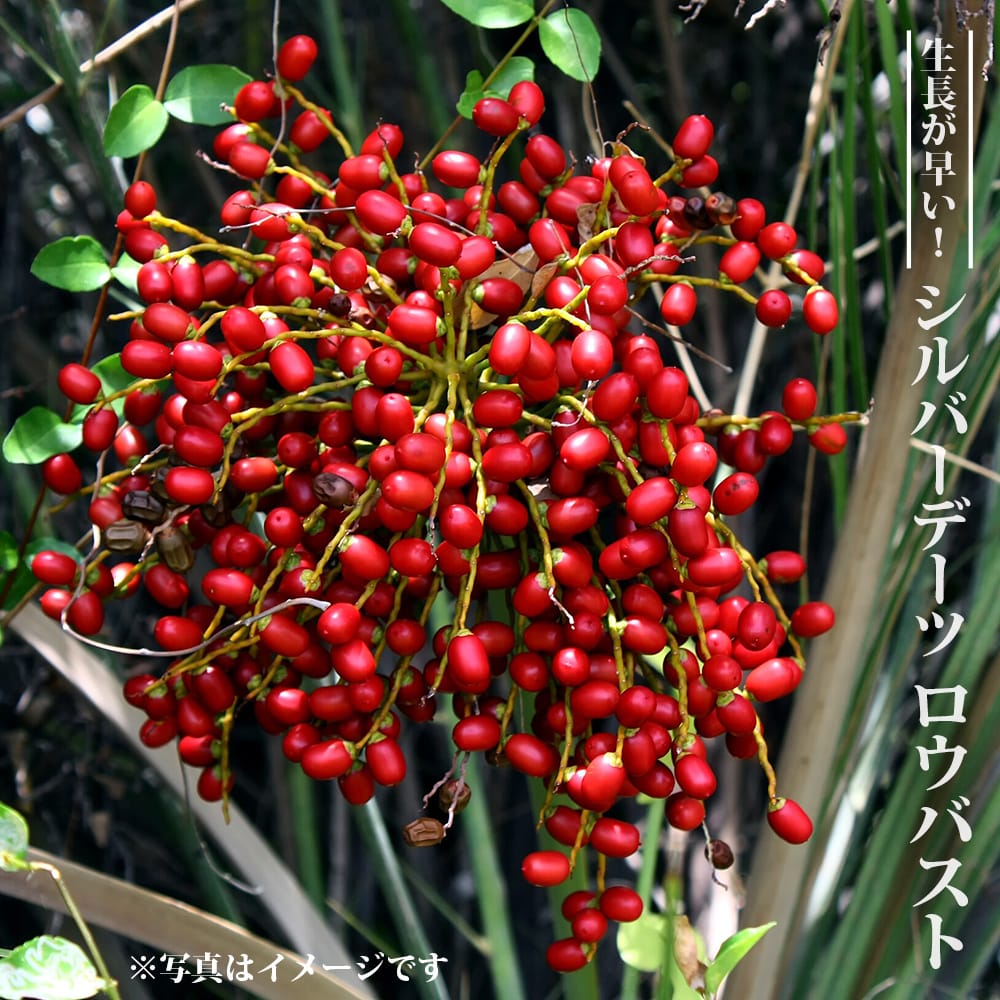 シルバーデーツ ロウバスト 