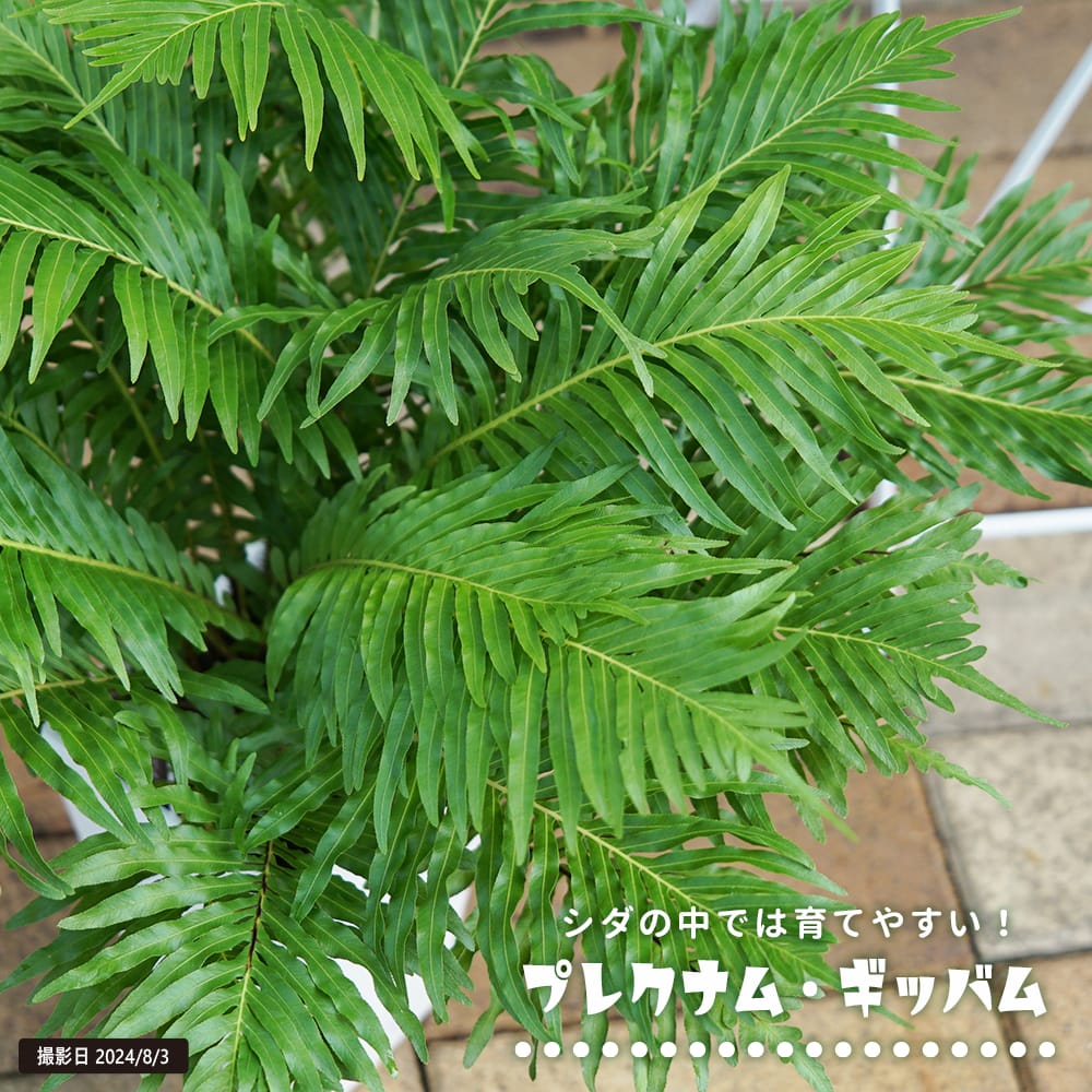 シダ プレクナム ギッバム 