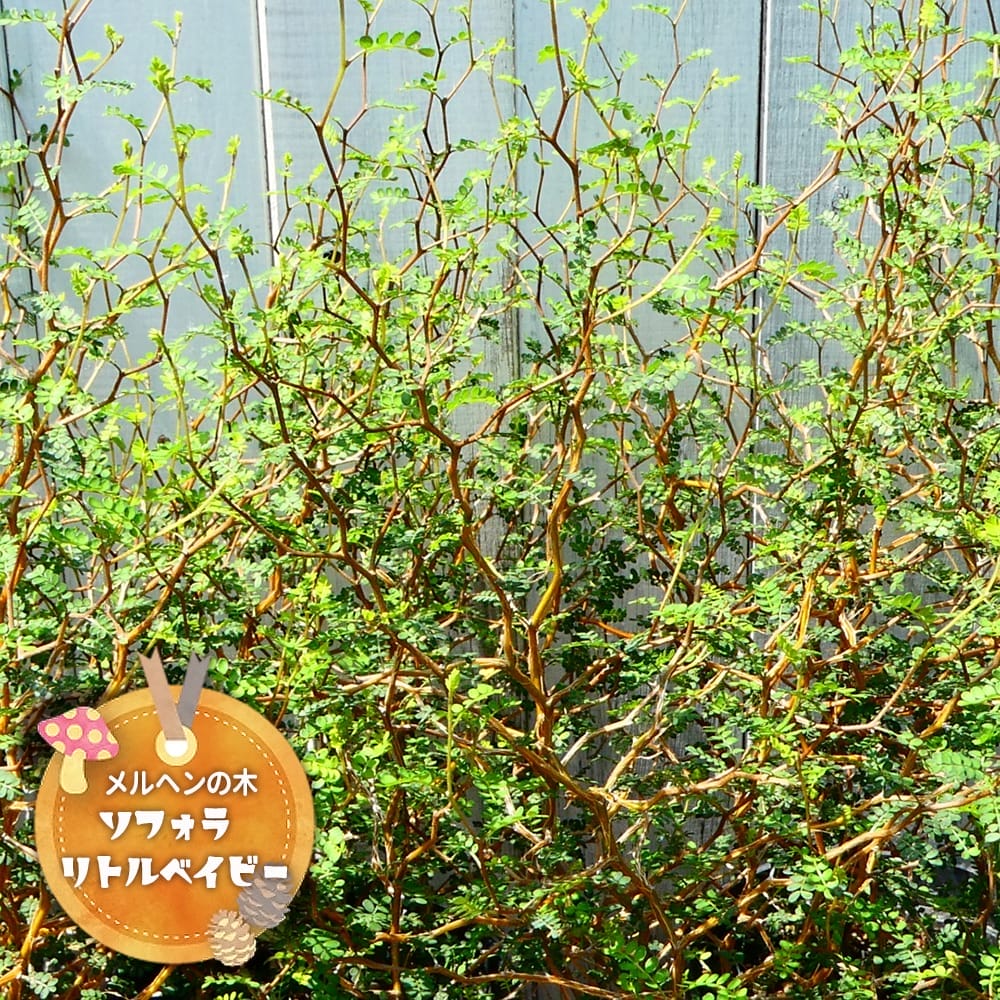 ソフォラ リトルベイビー 2