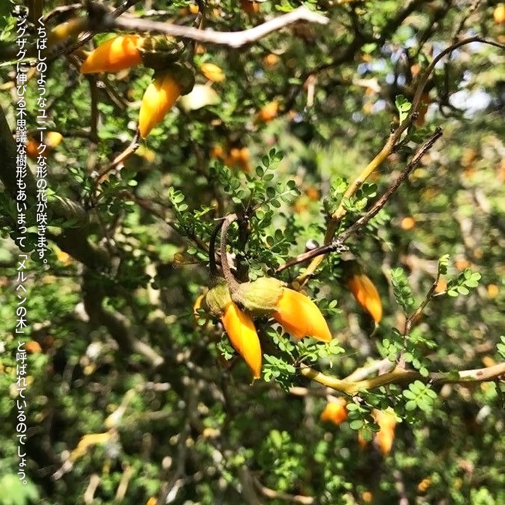 ソフォラ リトルベイビー 3