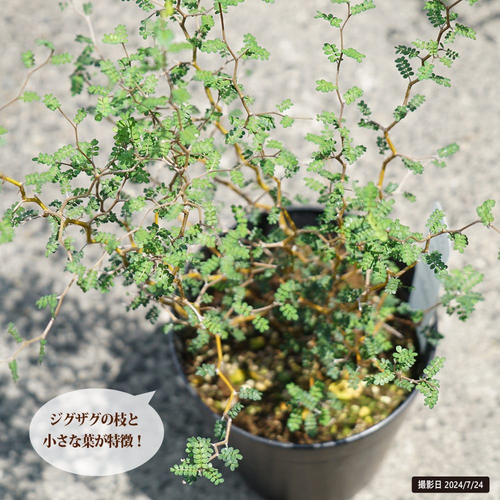 ソフォラ リトルベイビー 2