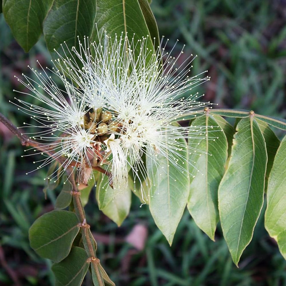 アイスクリームビーン の花