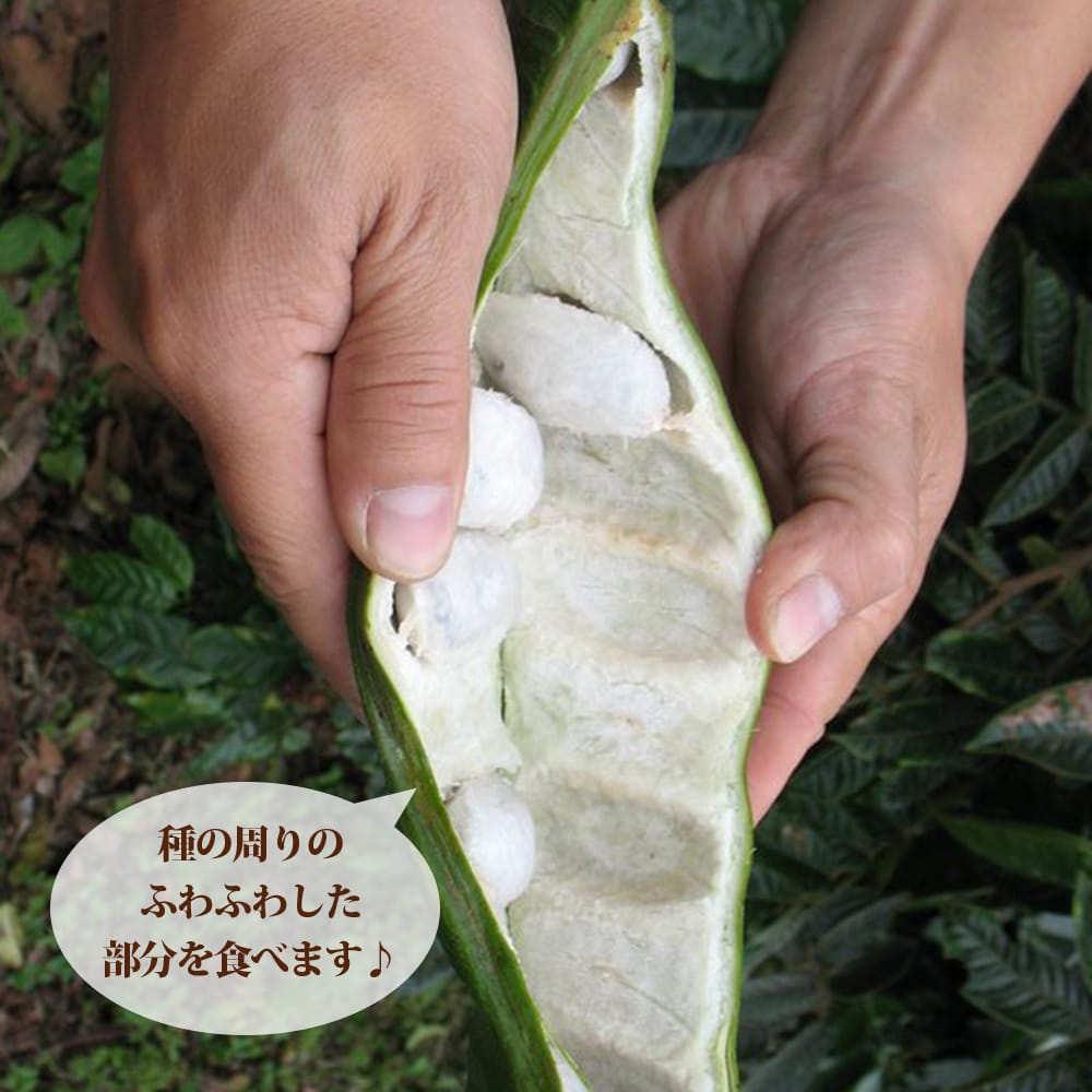 アイスクリームビーン スーパーロング 5