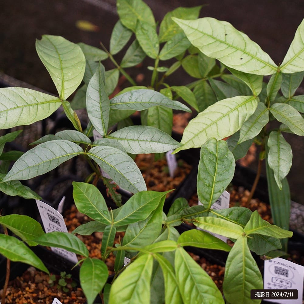 アイスクリームビーン スーパーロング 6