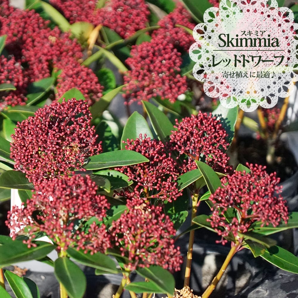 スキミア レッドドワーフ ルベラ 販売 苗木部 By 花ひろばオンライン