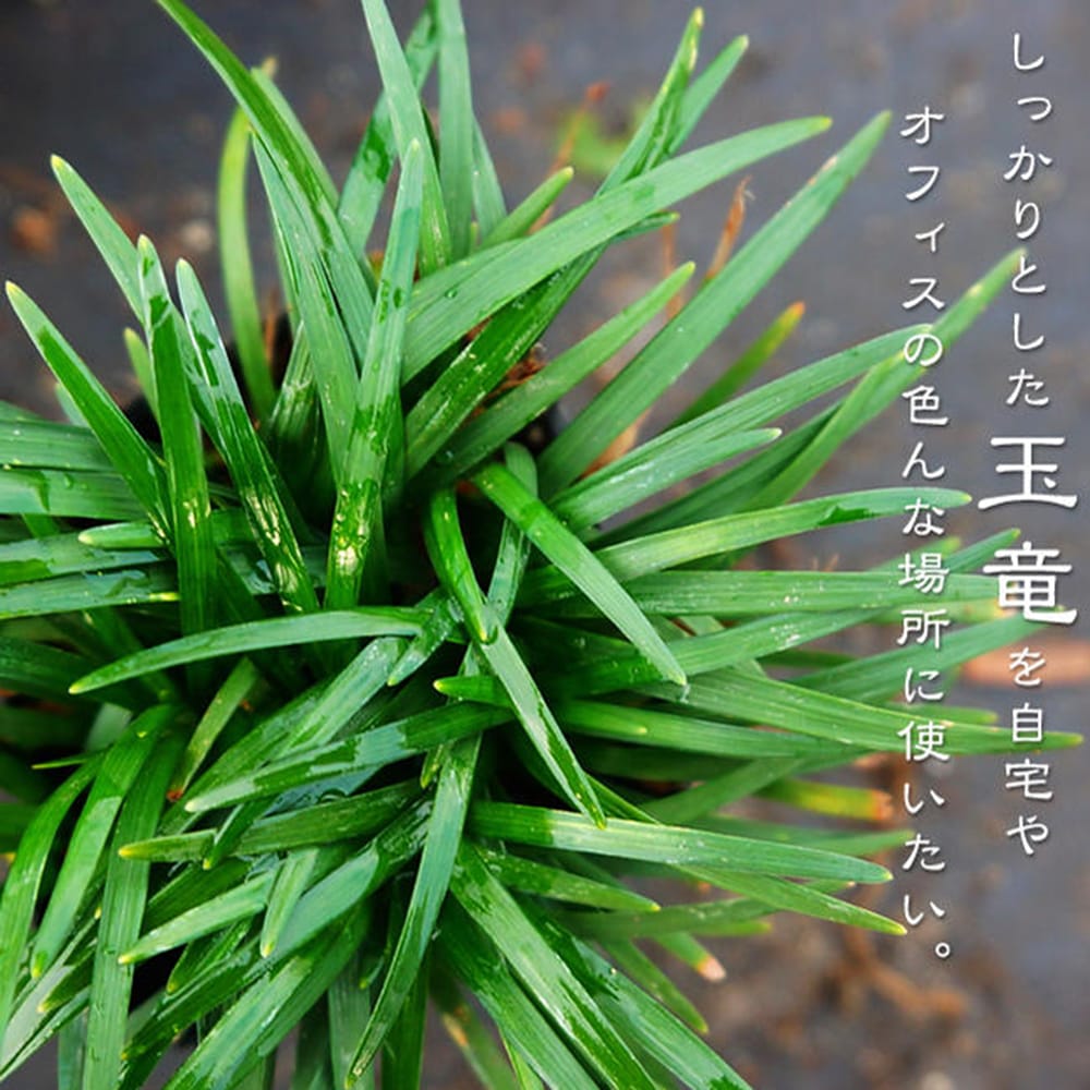 リュウノヒゲ 玉竜 苗 おすすめ 苗木部 By 花ひろばオンライン