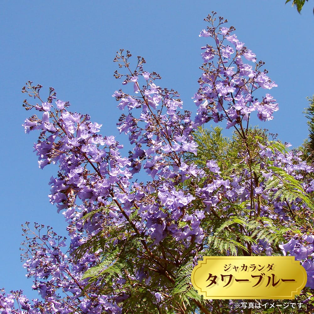ジャカランダ タワーブルー 