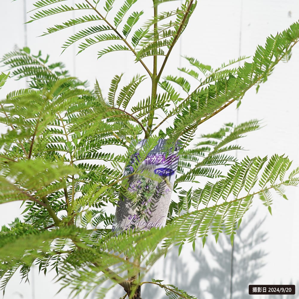 ジャカランダ タワーブルー 1