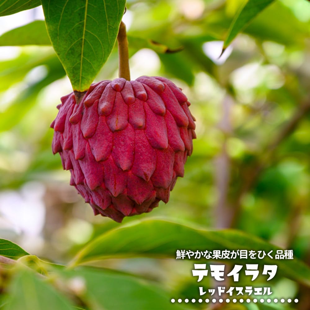 テモイラタ レッドイスラエル 