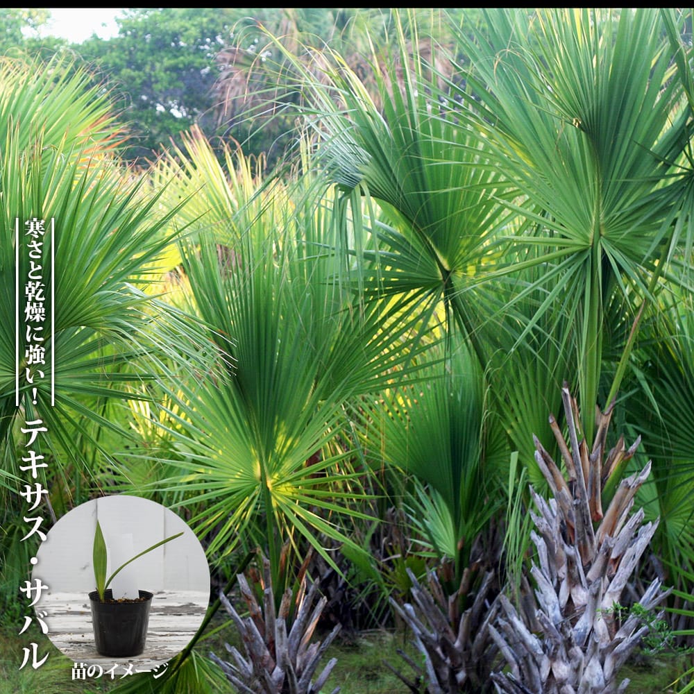 サバルヤシ テキサス サバル 