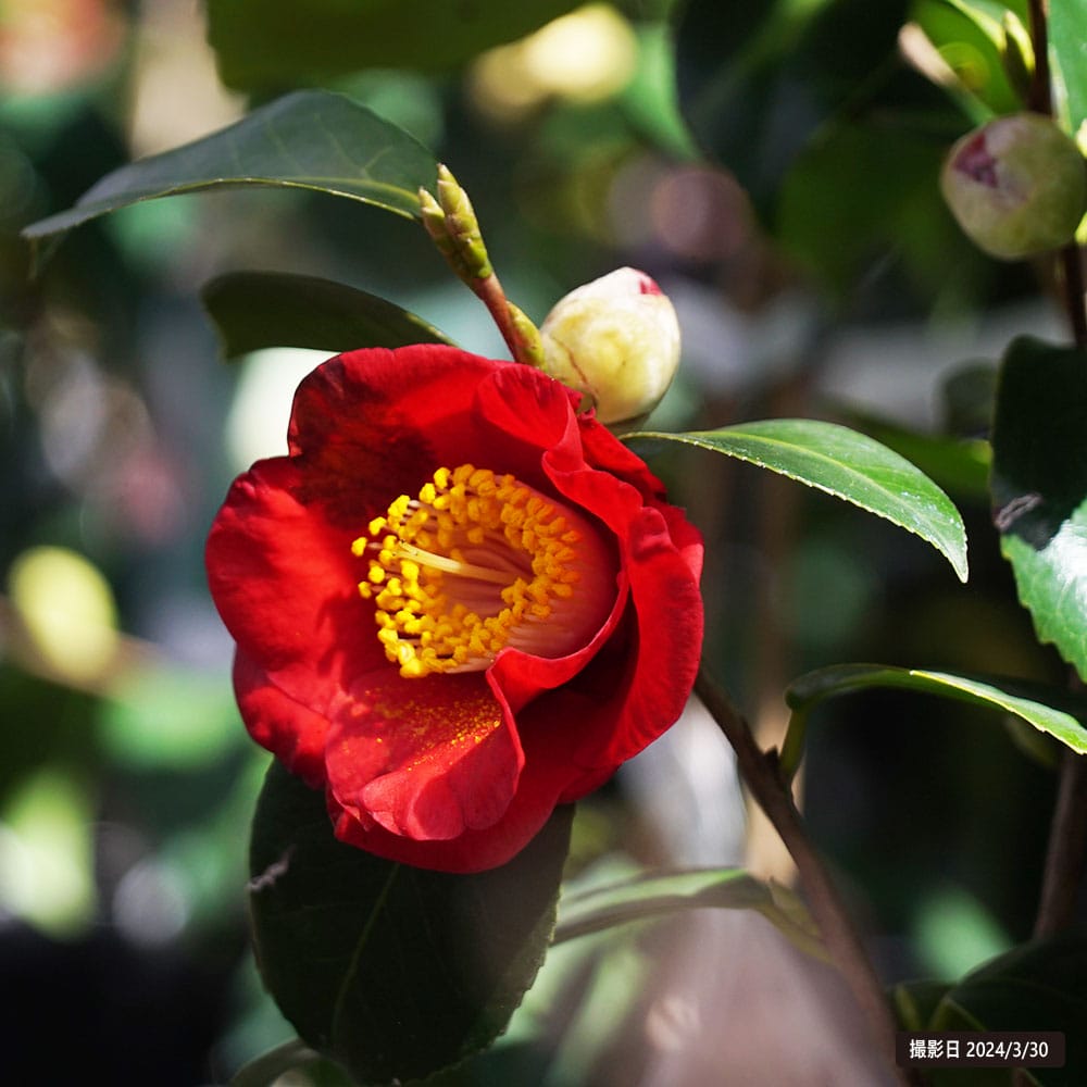 椿 黒鶴 苗 販売 苗木部 By 花ひろばオンライン