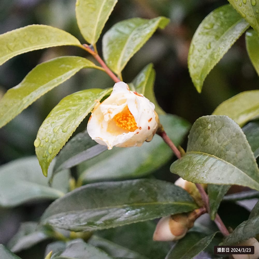椿 初黄 3