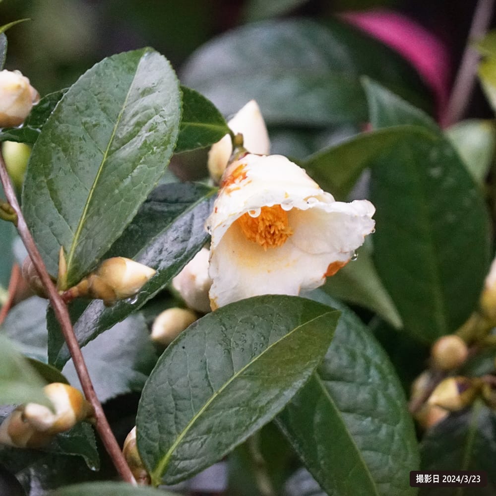 椿 初黄 苗 販売 苗木部 By 花ひろばオンライン