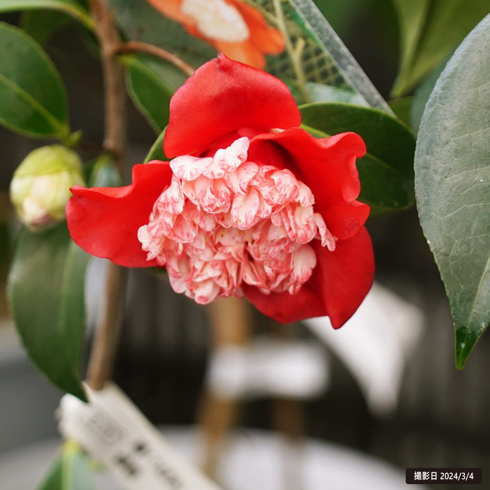 椿 卜伴 苗 販売 苗木部 By 花ひろばオンライン