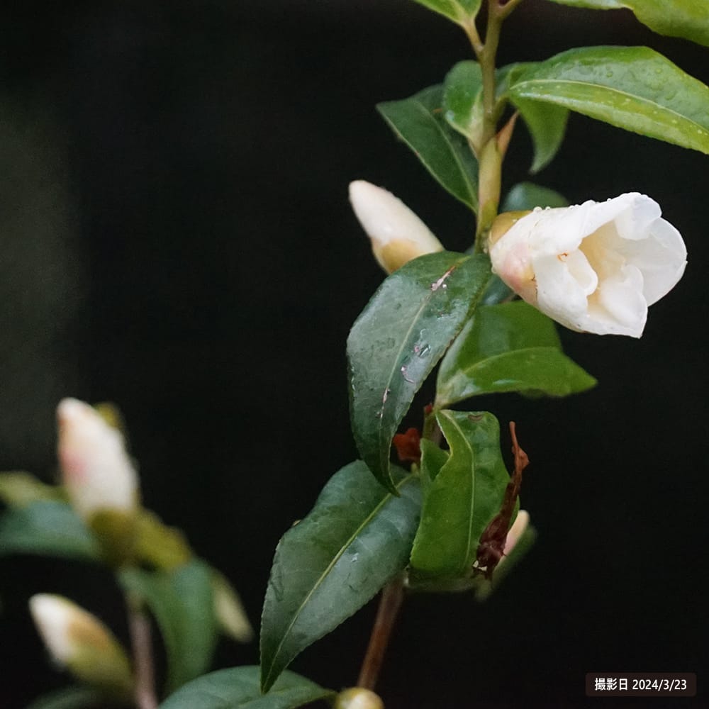 椿 こがねゆり 2