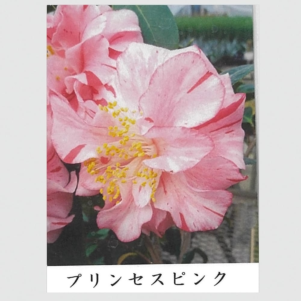 椿 プリンセスピンク 