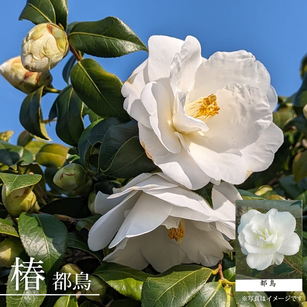 椿 都鳥 苗 販売 苗木部 By 花ひろばオンライン