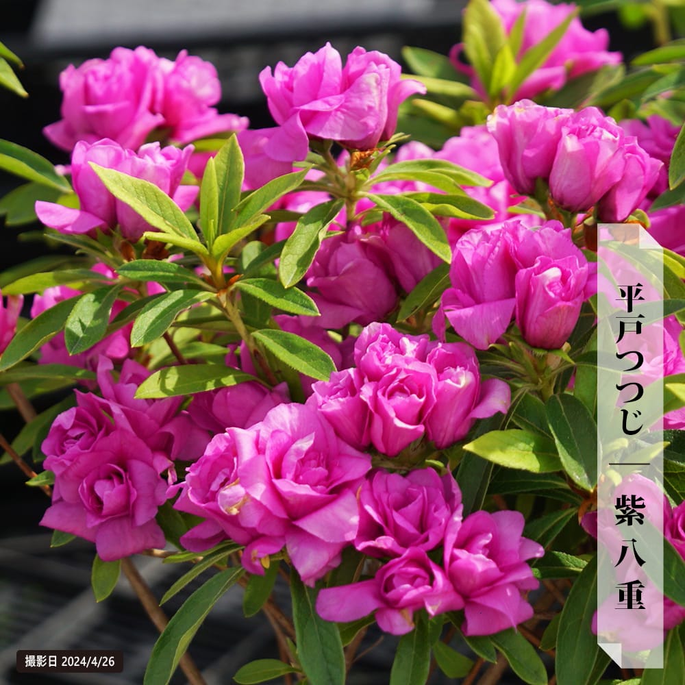 ツツジ 紫八重 
