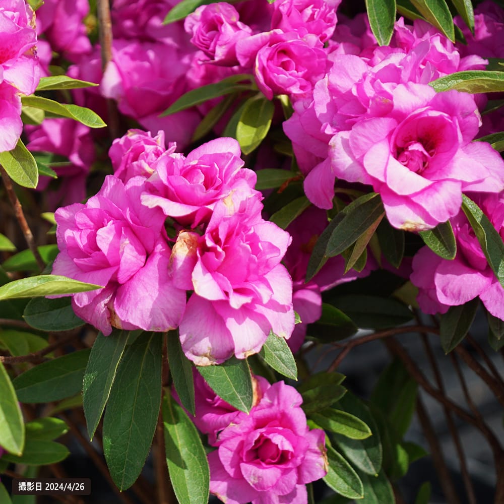 ツツジ 紫八重 2