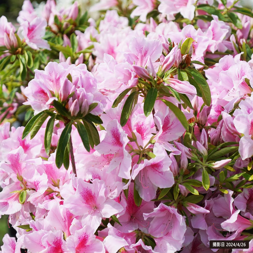 ツツジ ピンク 1