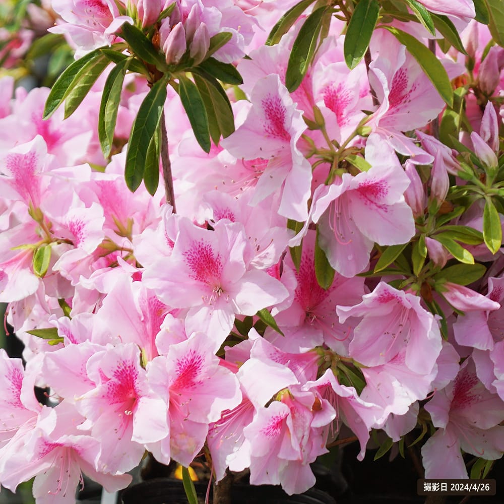 ツツジ ピンク 2