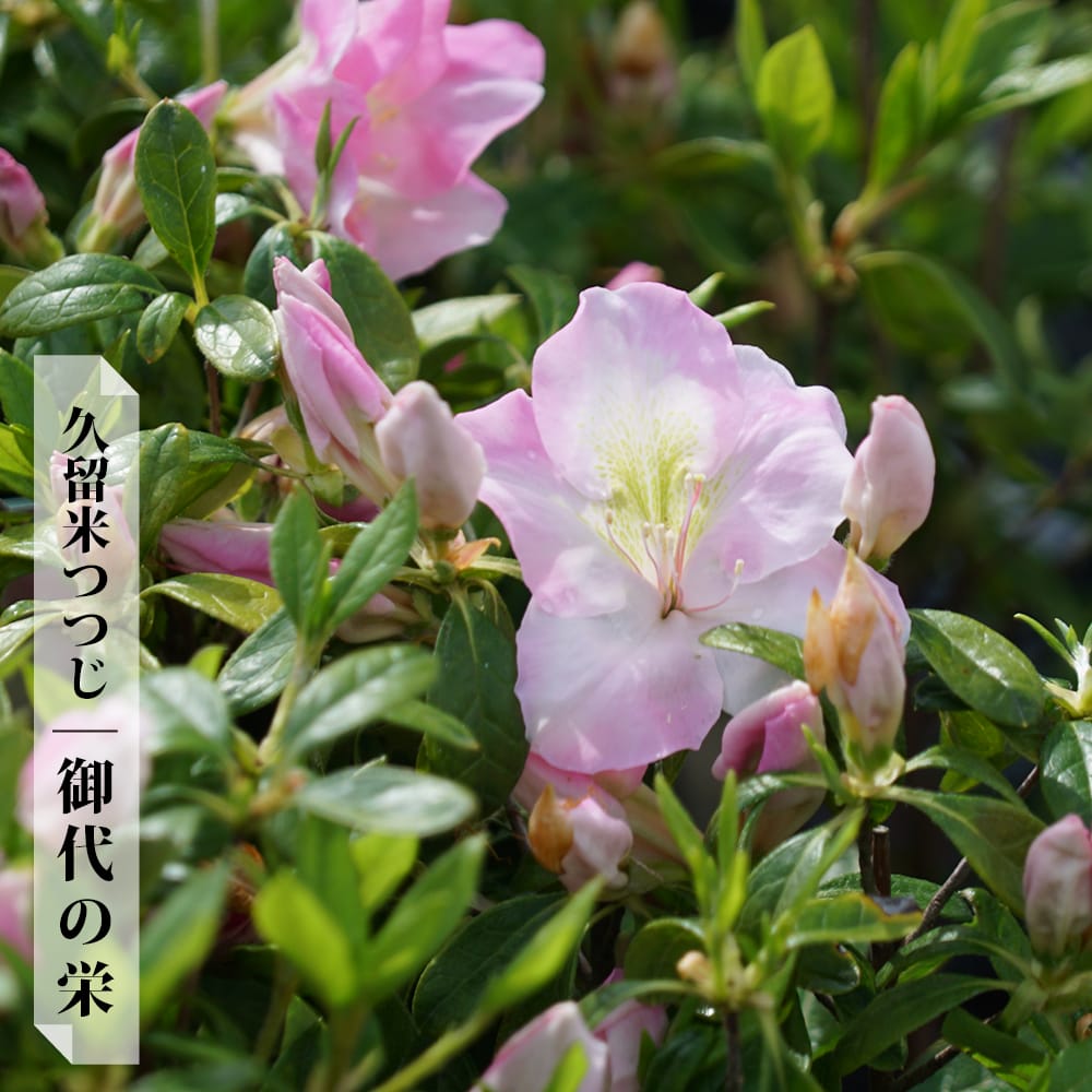 ツツジ 御代の栄 