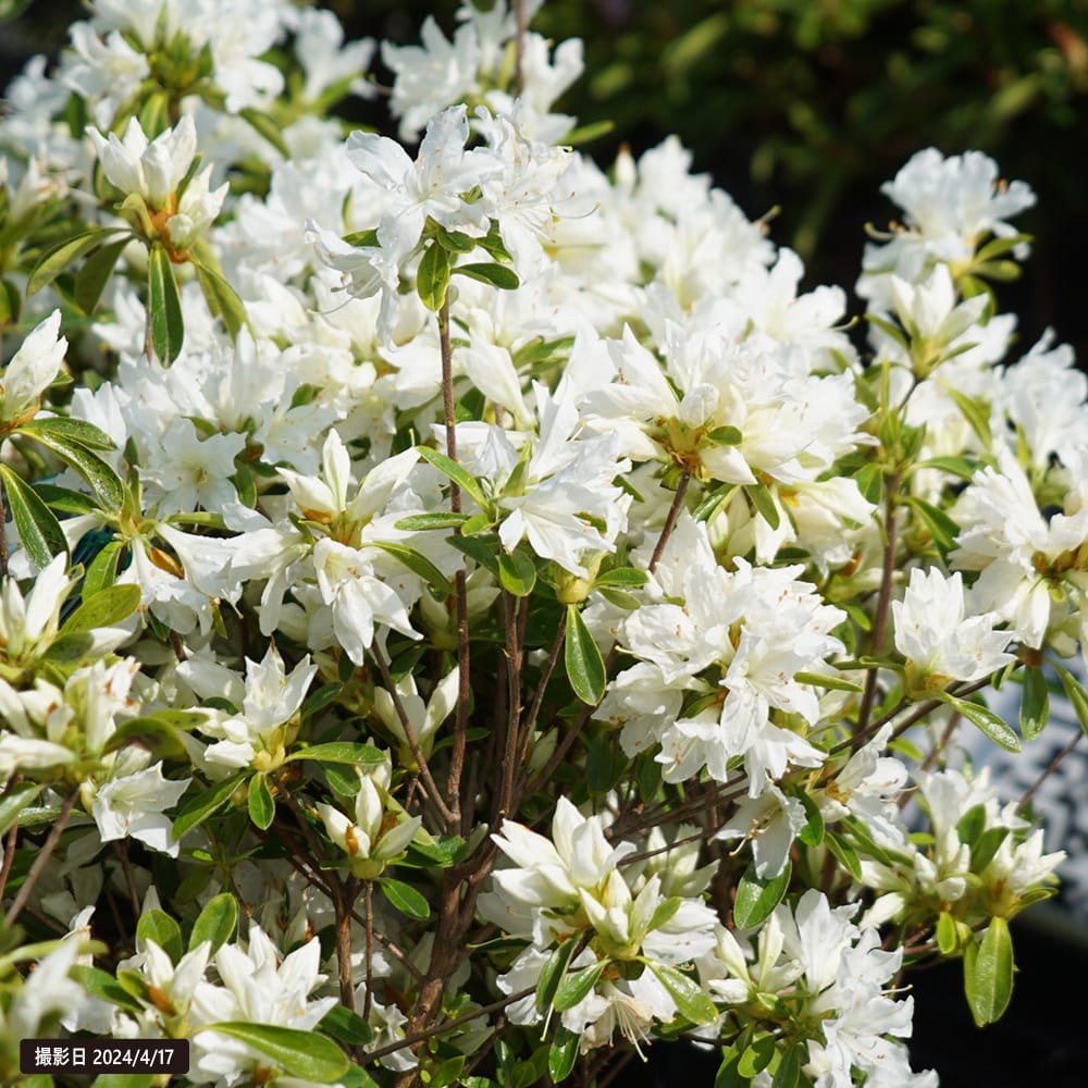 ツツジ 白雪 1