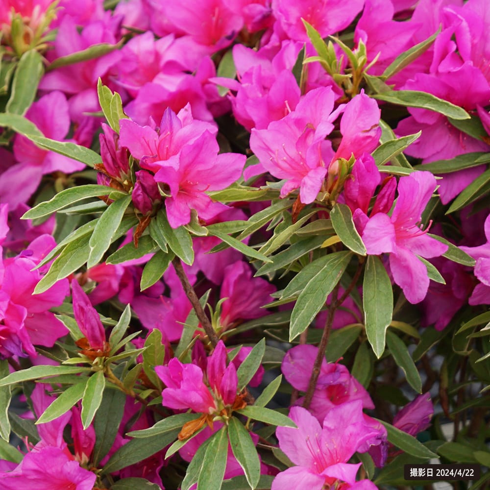 ツツジ 斑入り 1