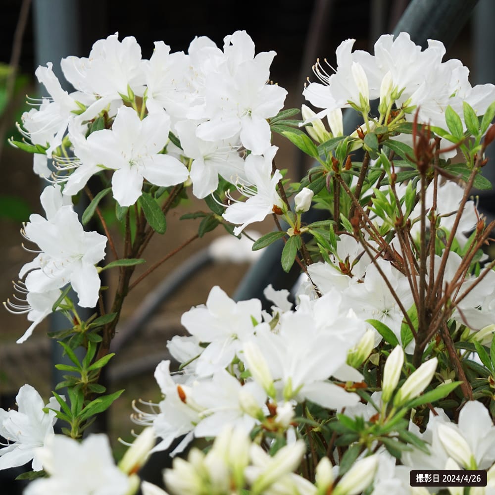 ツツジ 琉球ツツジ 1