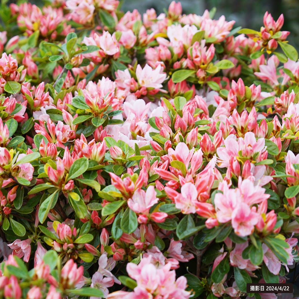 ツツジ 雲の上 1