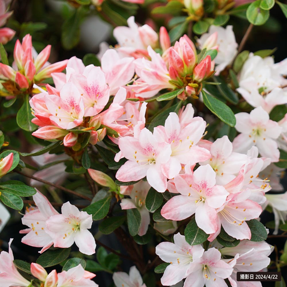 ツツジ 雲の上 2