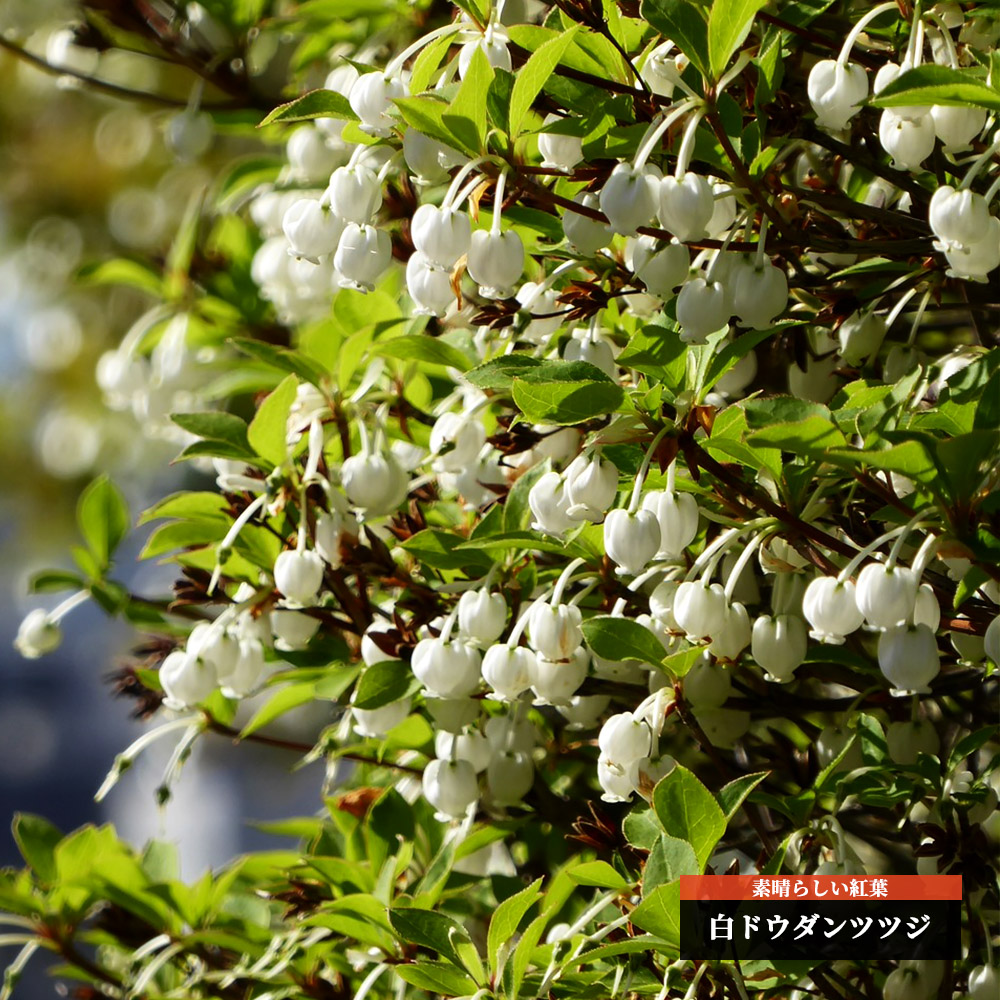 ツツジ 白ドウダン 苗 販売 苗木部 By 花ひろばオンライン