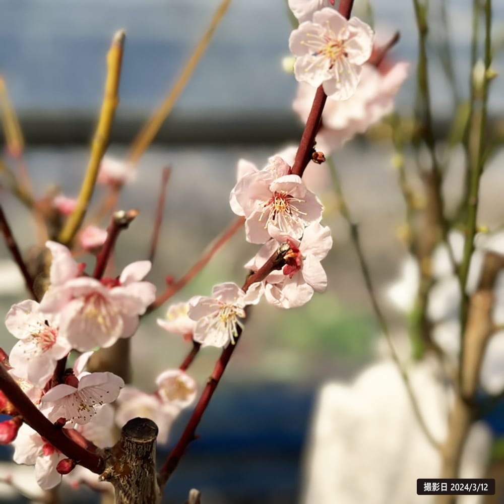 ウメ 金紅梅 3