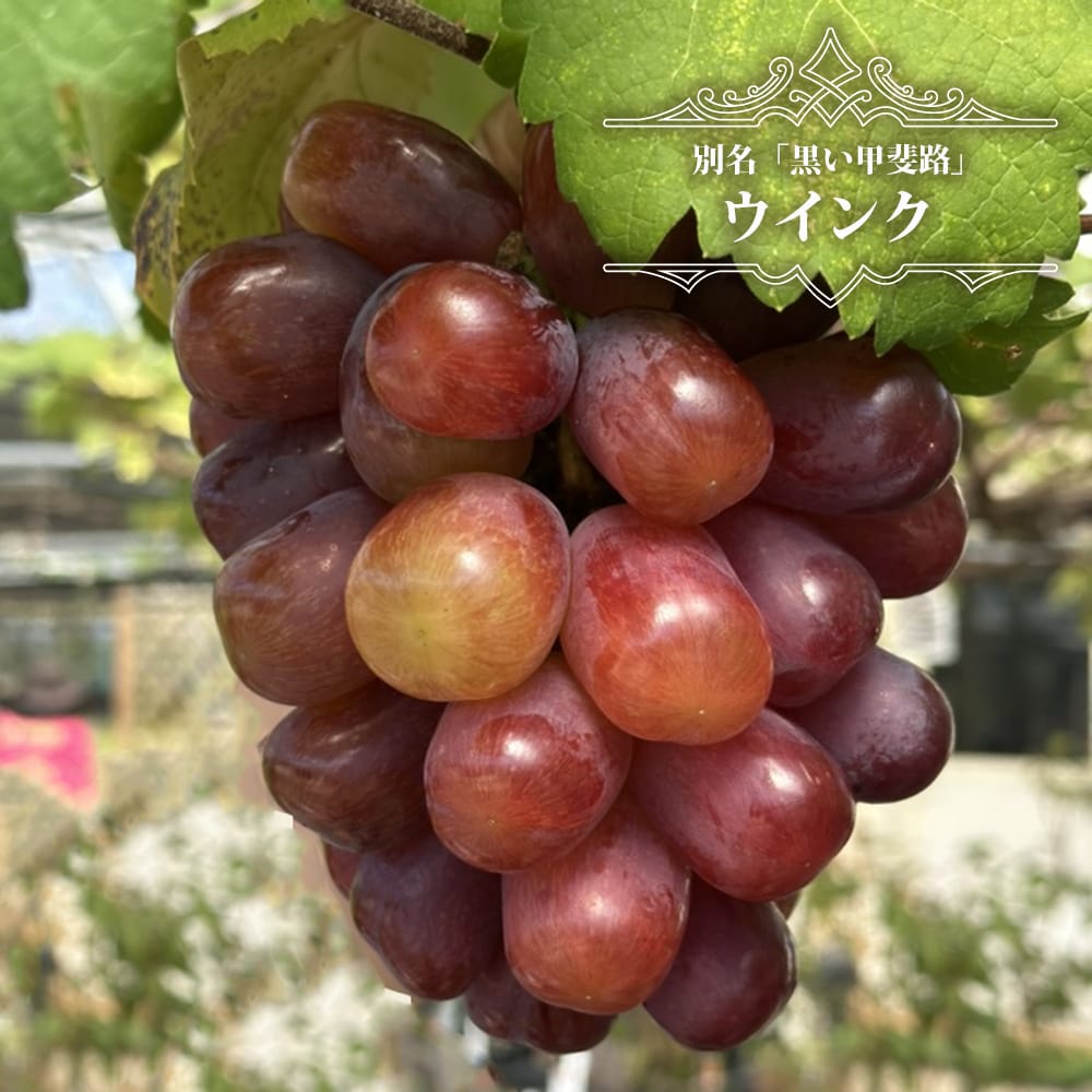 ブドウ ウインク