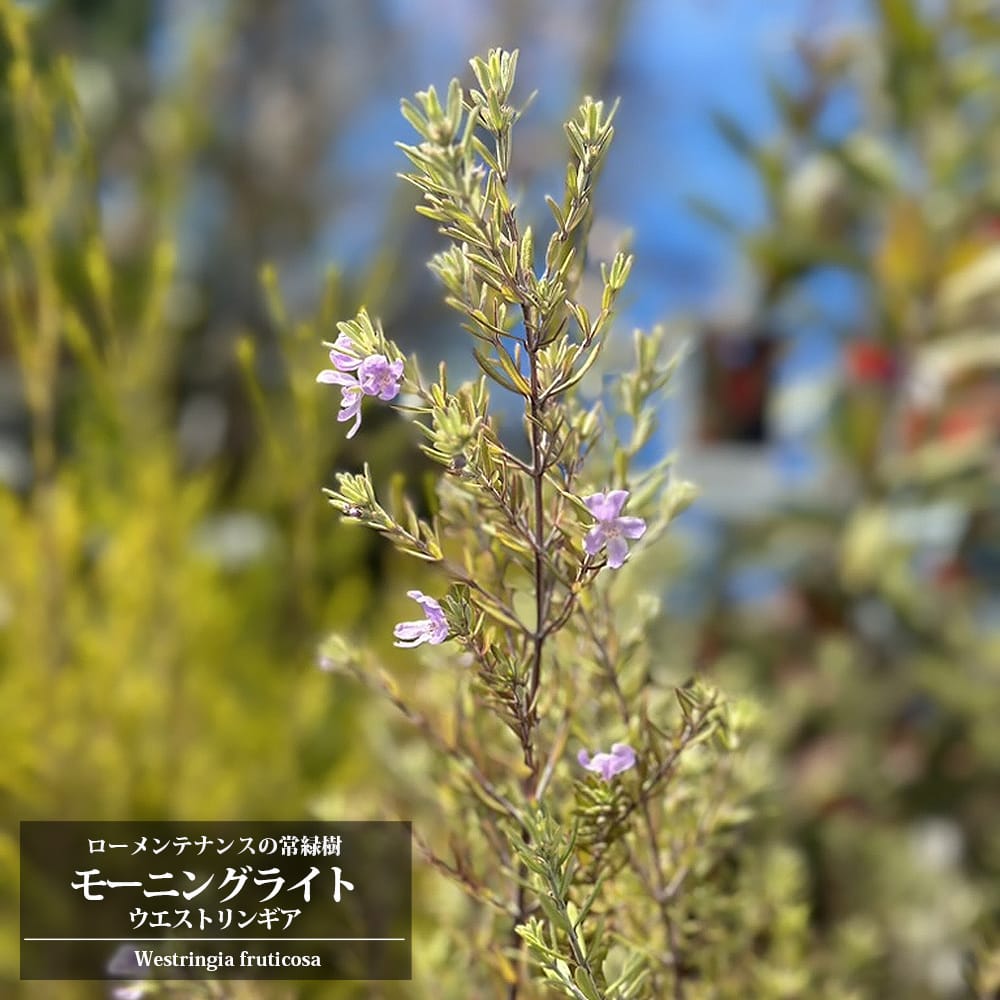 ウエストリンギア モーニングライト 苗 販売 苗木部 By 花ひろばオンライン