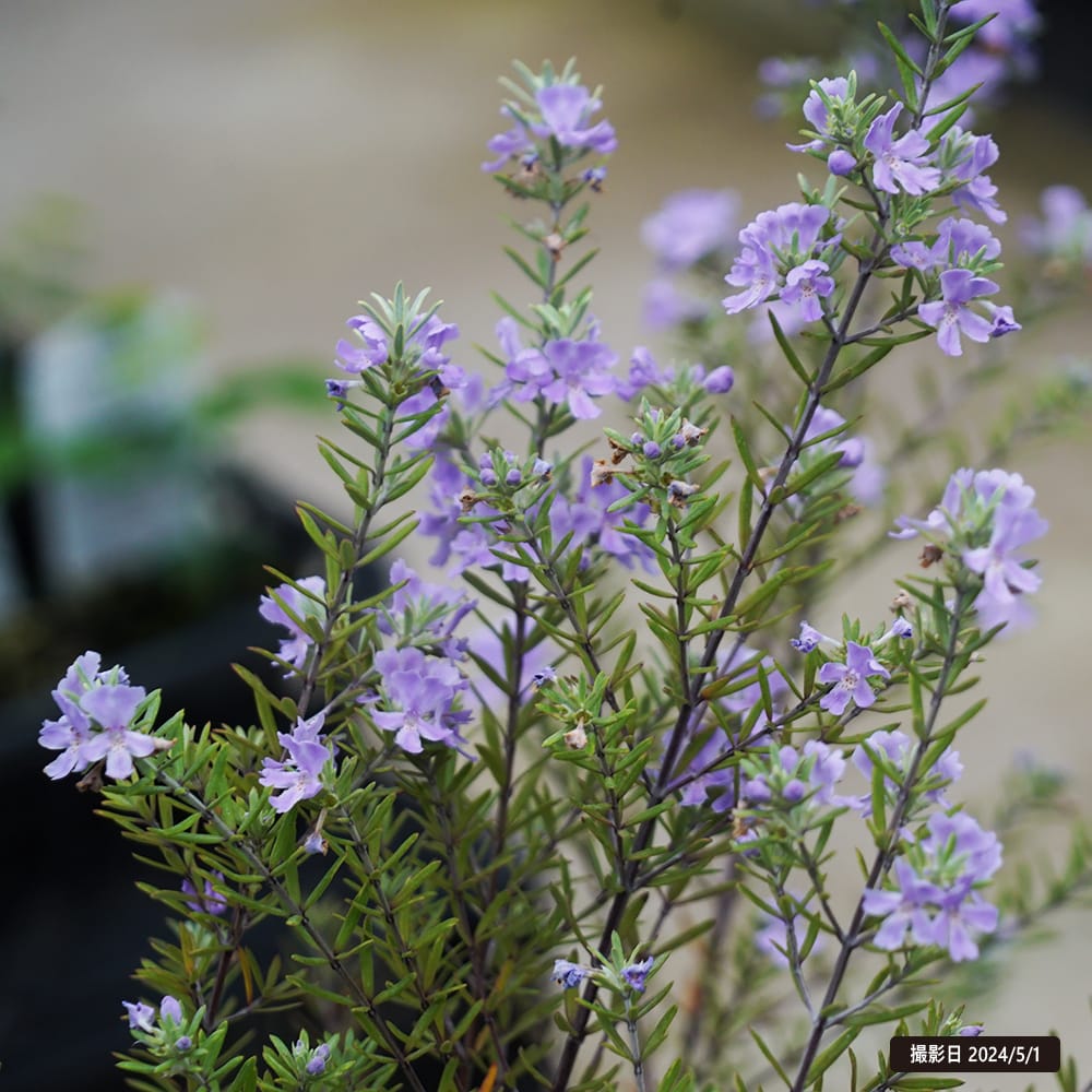 ウエストリンギア モーニングライト 苗 販売 苗木部 By 花ひろばオンライン