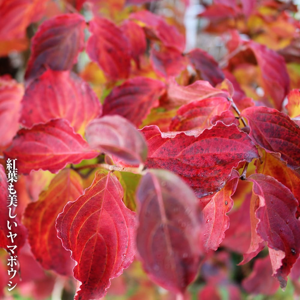ヤマボウシ 苗 植え方 苗木部 By 花ひろばオンライン