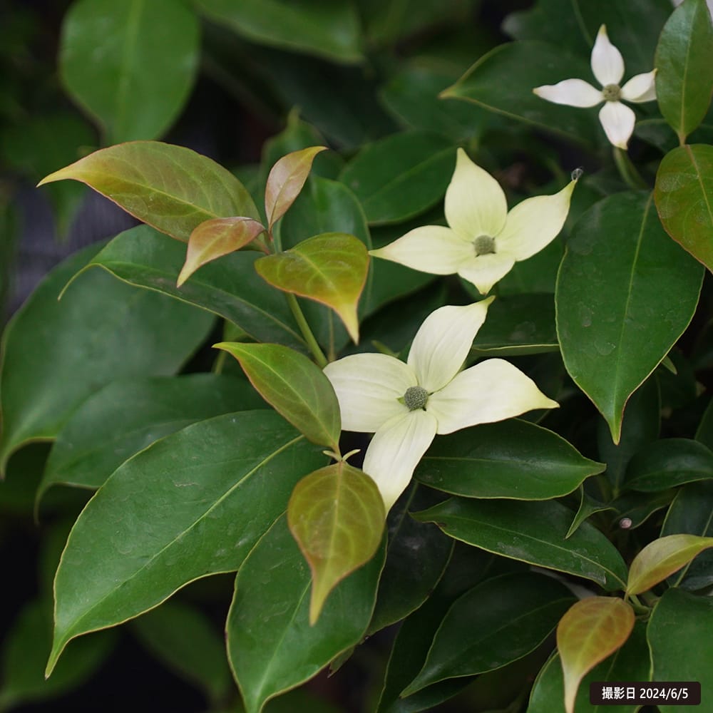 常緑ヤマボウシ アップライトガク ホンコンエンシス 苗 通販 苗木部