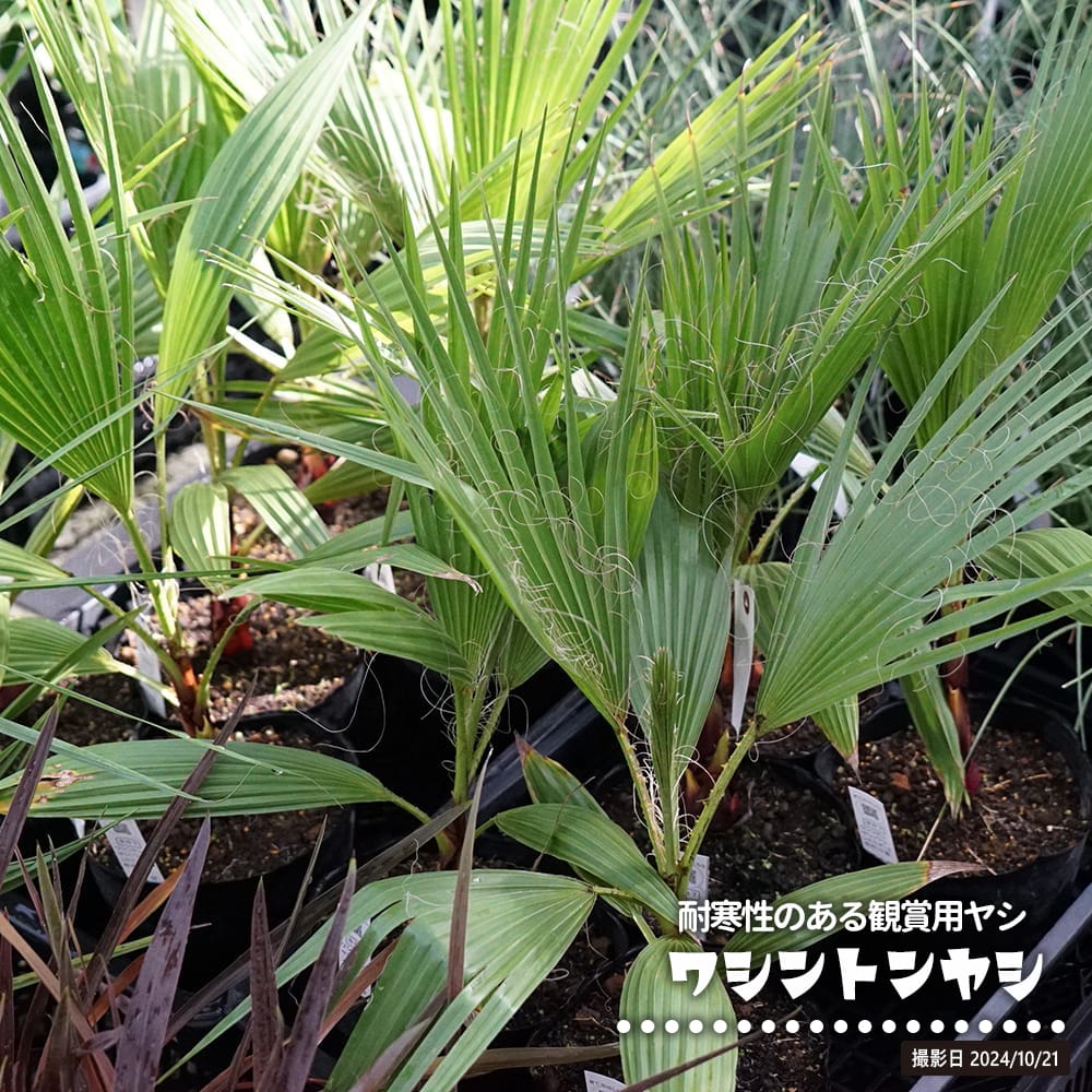 ヤシ ワシントンヤシの通販 おすすめ 苗木部 By 花ひろばオンライン