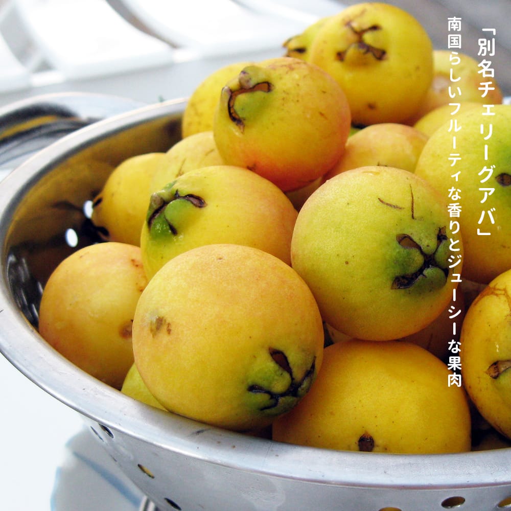 グァバ イエローストロベリーグァバ 苗 販売 苗木部 By 花ひろばオンライン