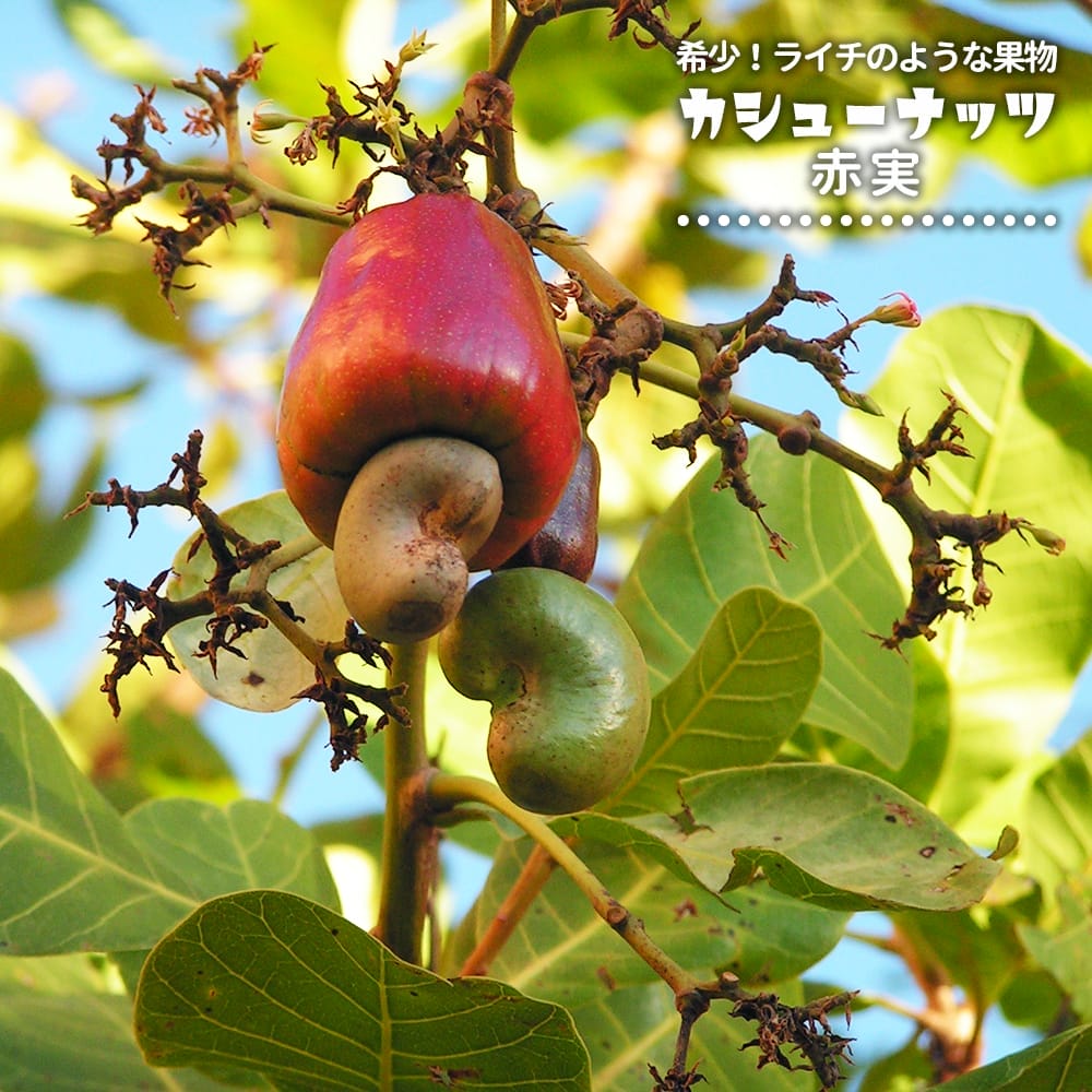 カシューナッツ 赤実 