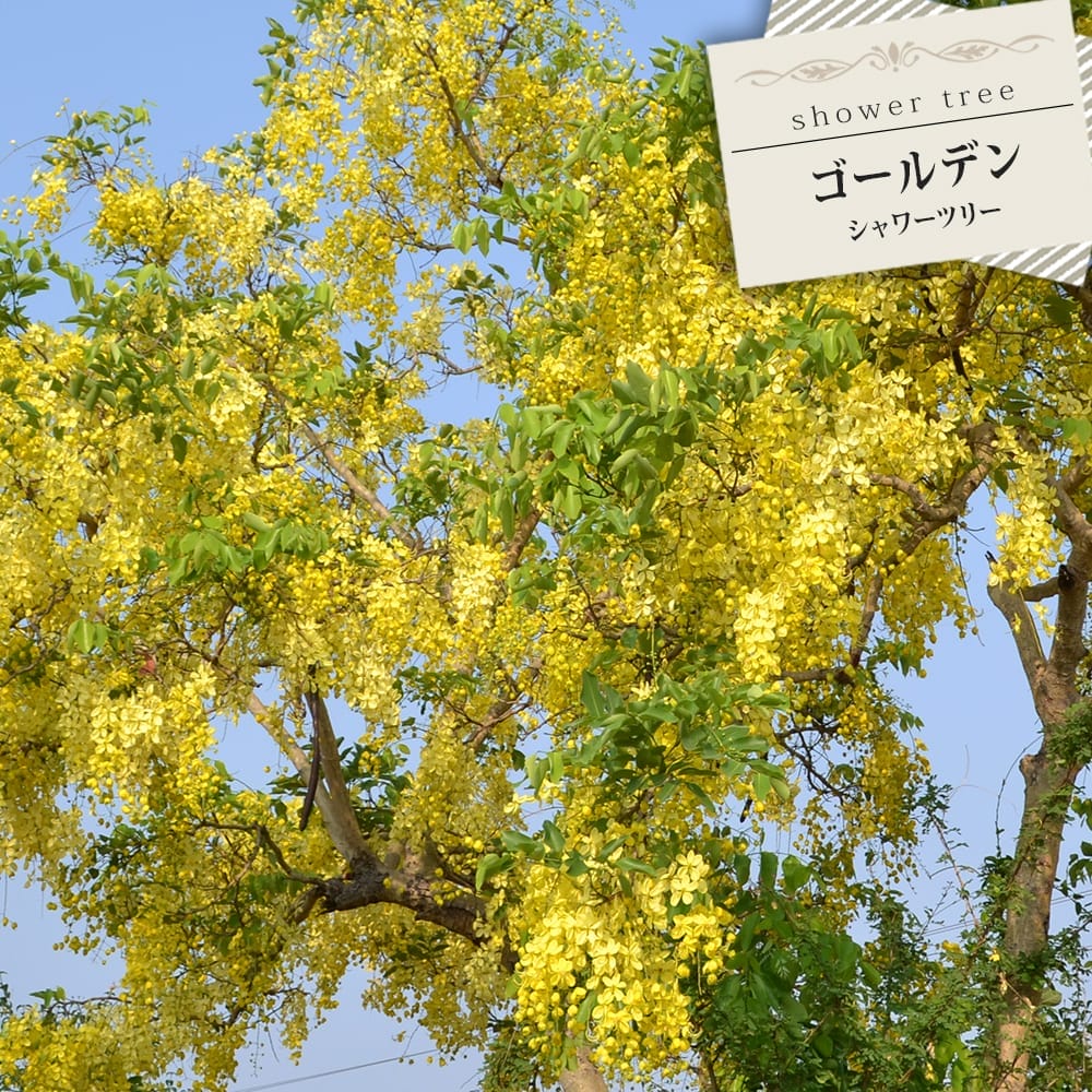 シャワーツリー ゴールデンシャワーツリー 
