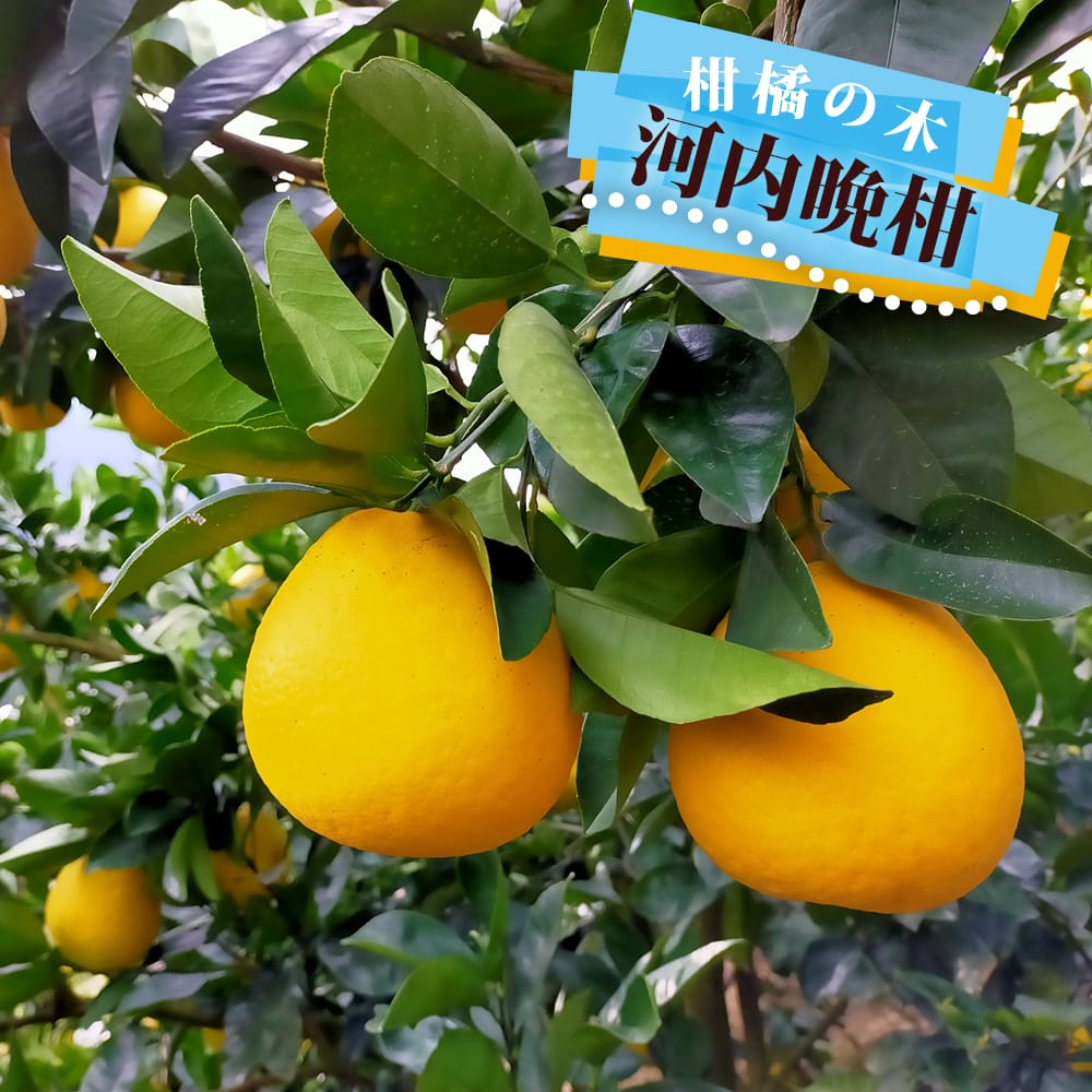 柑橘 河内晩柑 