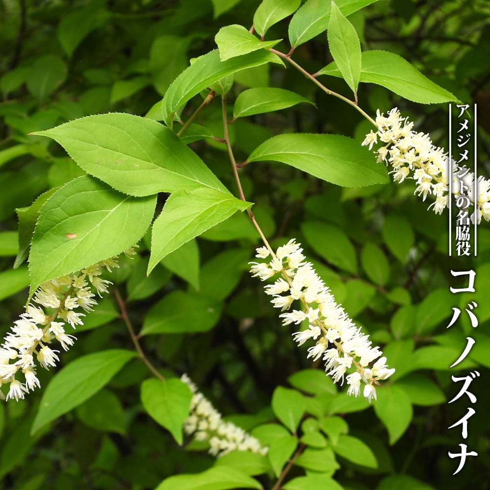 コバノズイナ コバノズイナ  