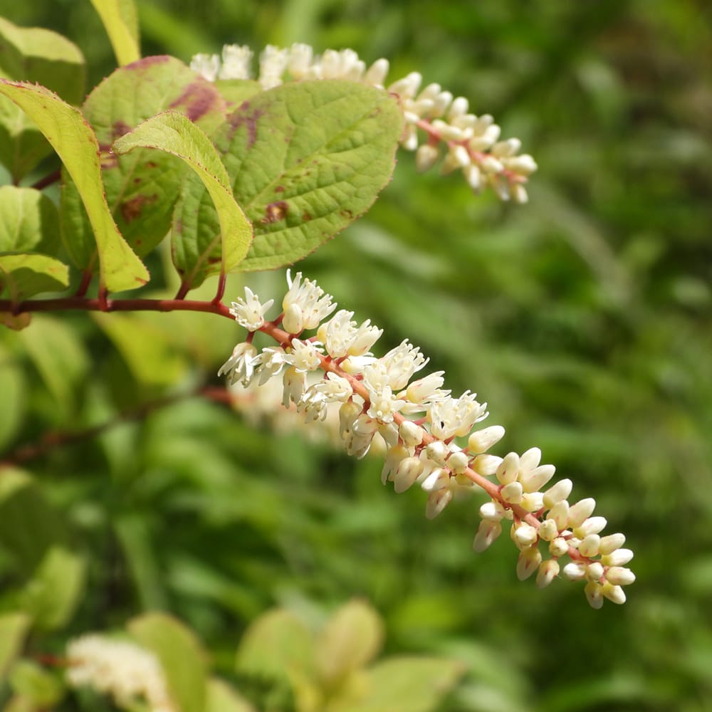 コバノズイナ コバノズイナ  1