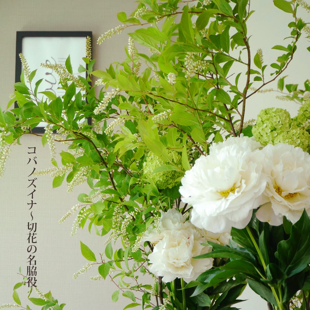 コバノズイナ コバノズイナ  2