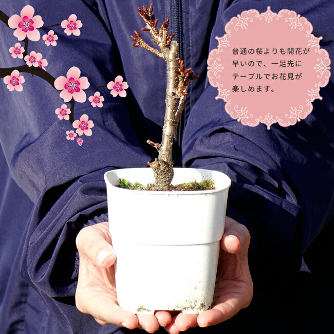 さくら 旭山桜 7