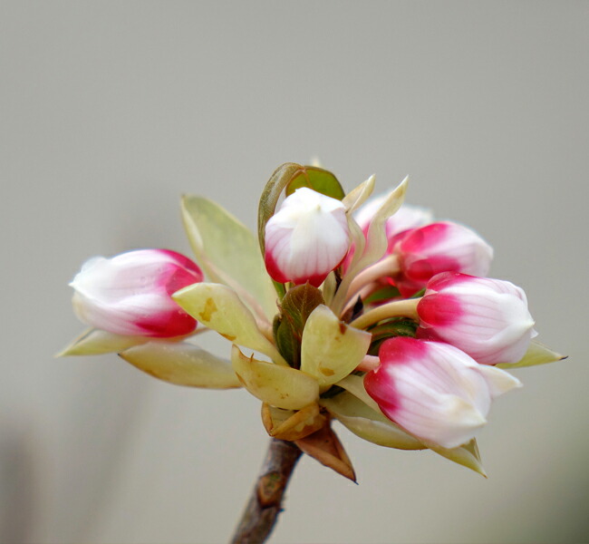 ピンクシャンデリア ホンコンドウダンの花