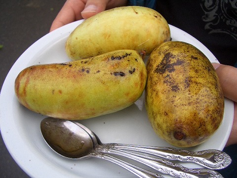 ポポー マンゴー 1