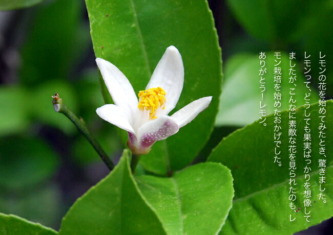 柑橘 璃の香 （りのか） 4